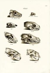 Crânes de carnivores, 1824
